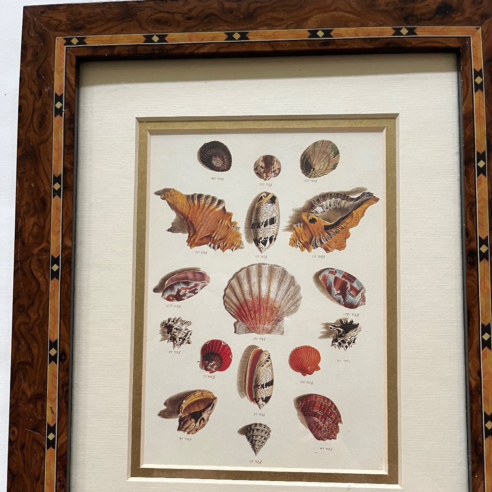 Framed Shell Print